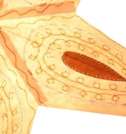 Faltbarer Advents Leucht Papierstern, Weihnachtsstern 60 Cm - Ontario -Laden Für Heimbeleuchtung bef0fddc6757521c58e110dd4af55f23